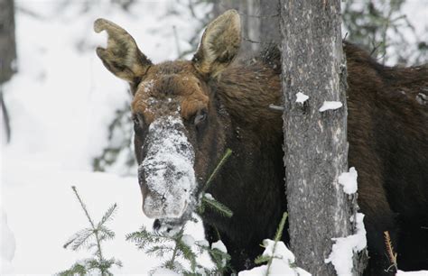 Feeding Alaska Moose: Public safety policy or something else? – Eye on the Arctic