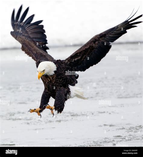 Bald Eagle Landing Talons Stock Photo, Royalty Free Image: 54090366 - Alamy