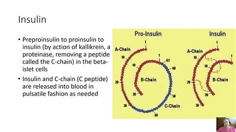 Physiology Lecture 21 Endocrine 3 - YouTube