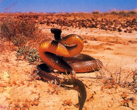 The Small-scaled Snake or Western Taipan