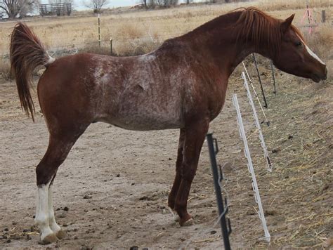 WR Shakespeare purebred sabino/rabicano Arabian stallion | Horses, Beautiful horses, Appaloosa ...