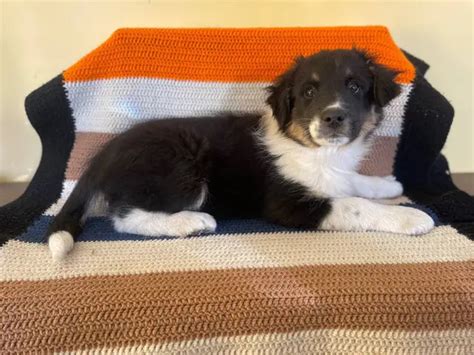 5 beautiful Border Aussie puppies in Sioux Falls - Puppies for Sale Near Me