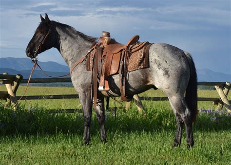 Munns Ranch & 3 Bar Quarter Horses Annual Sale - August 31, 2013 in Rexburg Idaho - Blue & Red ...