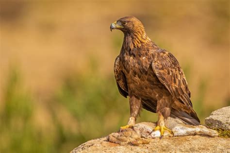 Large Birds of Prey in Crete - Crete Guide