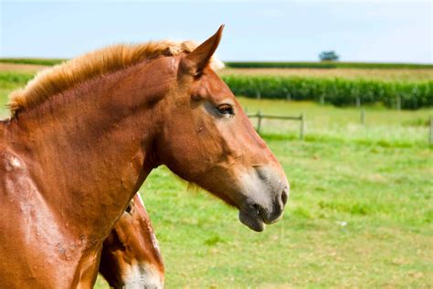 Equine 411: All About The Morgan Horse