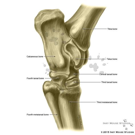 Equine hock lateral view