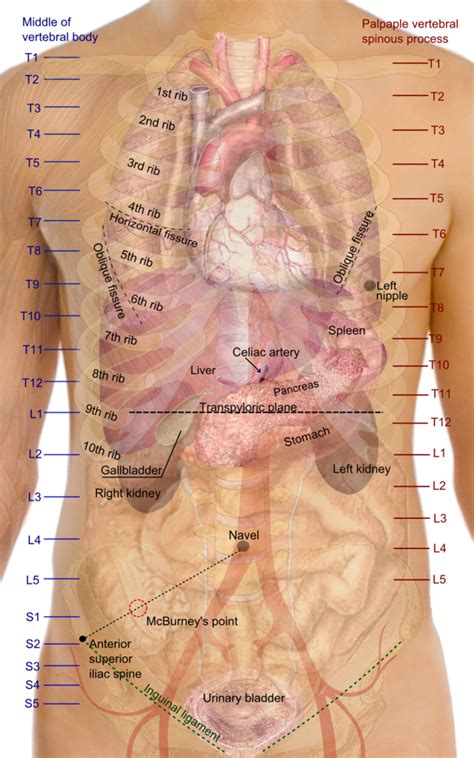 Where is the liver located on the female body | XxooM-How To