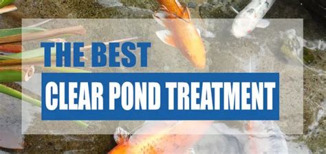 The Best Clear Pond Water Treatments (Top Methods) - Pond Informer