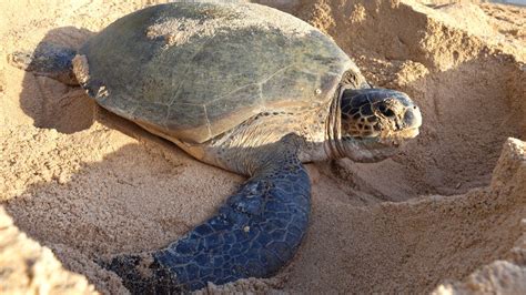 The Nesting Habits of Sea Turtles - CRITTERFACTS