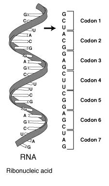 Codon | Definition, Diagram & Examples - Lesson | Study.com