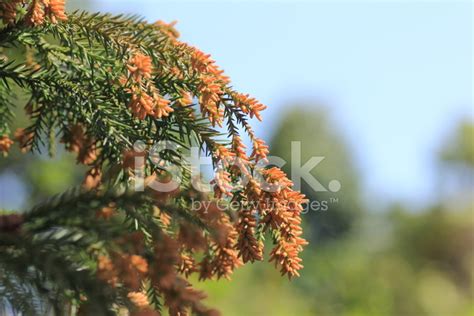 Cedar Pollen Allergy Stock Photo | Royalty-Free | FreeImages