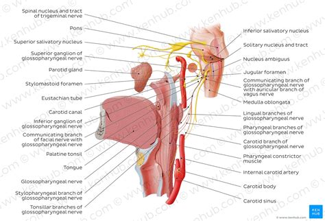 Glossopharyngeal nerve: Anatomy and function | Kenhub