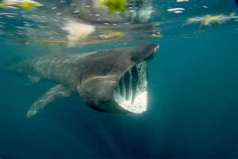Basking Shark Winter Migration