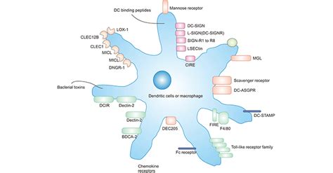 An Overview of DC (Dendritic Cell) Receptors- CUSABIO