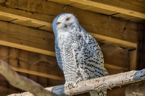 Snowy Owl - Paphos Zoo Map