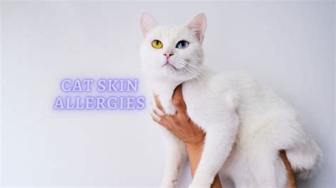 ᐈSkin Allergies in Cats Symptoms: How to Treat Cat Skin Allergy