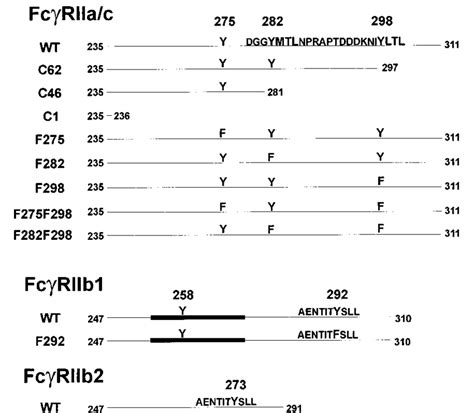 Fc receptor isoforms and mutants used in this study. The cytoplasmic ...