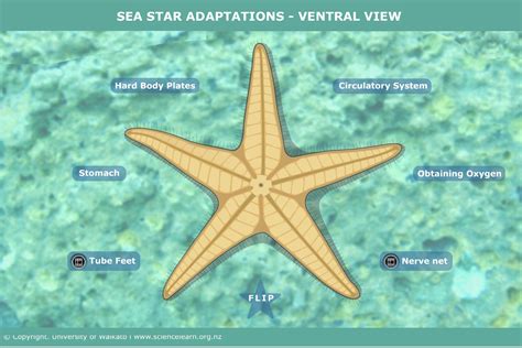 Sea star adaptations – ventral view — Science Learning Hub