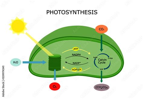 Photosynthesis in plant diagram, Chloroplast converts light energy into ...