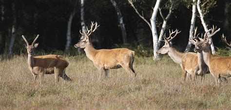 Brockenhurst Hotels - New Forest National Park. Accommodation in Brockenhurst