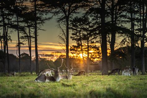 Dublin for Nature Lovers: 6 Outdoor Adventures to Embark On • Northern Life