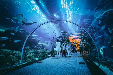 Dubai Aquarium & Underwater Zoo | Ticket Prices, Timings & More