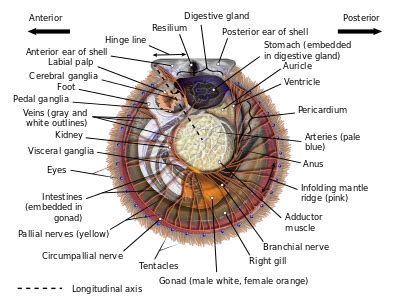 Scallop - Wikipedia