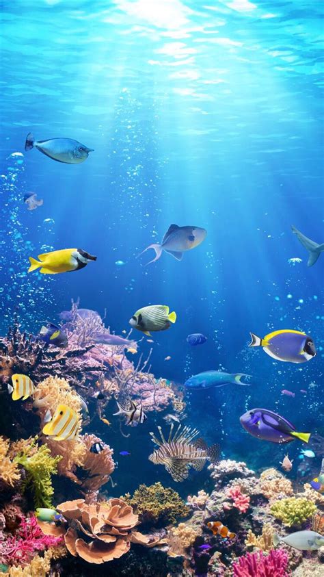 Underwater life wallpaper | Underwater wallpaper, Sea life wallpaper, Ocean wallpaper