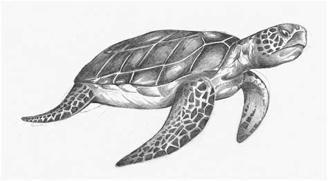 Free Turtle Drawing, Download Free Turtle Drawing png images, Free ClipArts on Clipart Library