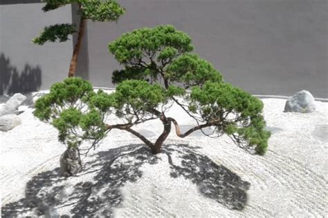 Zen Bonsai Gardening Landscaping Designs | Add Aesthetic Value to Living Space