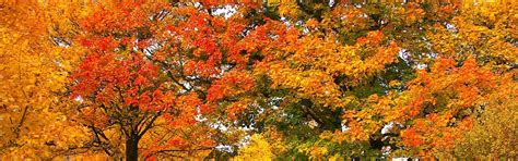 5 Best Trees for Fall Color in Northern Virginia | Green Vista Tree Care