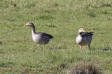 Greylag Geese | BirdForum