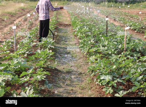 okra or lady's fingers farm with a farmer for harvest are cash crops Stock Photo - Alamy