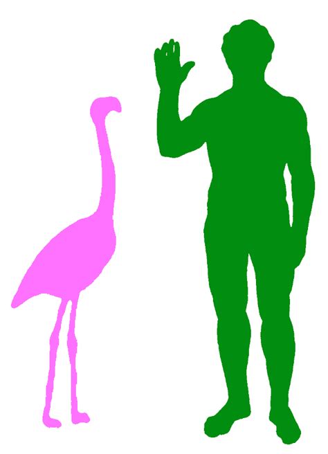 Greater Flamingo « Big Animals