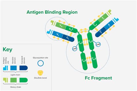 Whole IgG Secondary Antibodies - Jackson ImmunoResearch