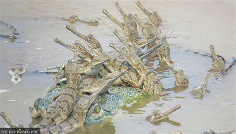 Baby Gharial Hatching