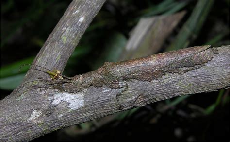 Perfectly camouflaged bark stick insect (Prisopus berosus), BCI, Panama - a photo on Flickriver