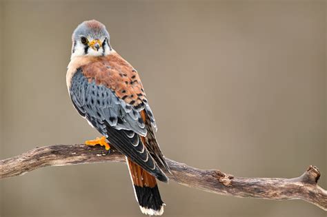 Kestrel Hawk Stock Photo - Download Image Now - iStock