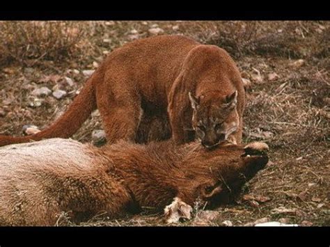 In a Ьаttɩe between a black bear and mountain lion during the ...