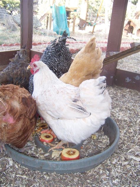 Barred Rock Rooster Genetics | BackYard Chickens - Learn How to Raise Chickens