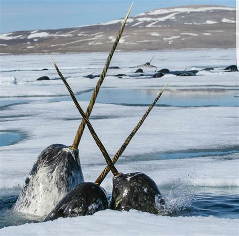 Let's all take a moment to appreciate the fact that Narwhals are real ...