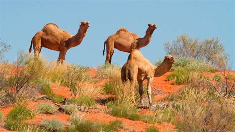 10,000 feral camels at risk of being shot as they search for water amid ...