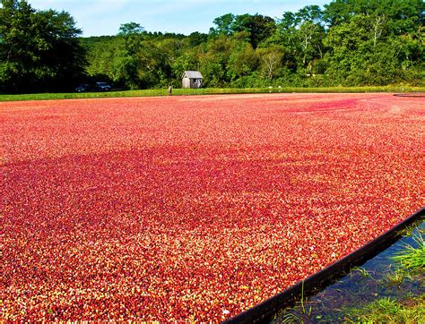 Cranberry Bog Photograph by Eunice Harris - Fine Art America