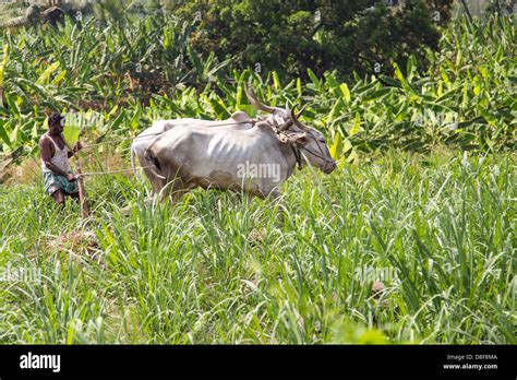 Ox drawn plow hi-res stock photography and images - Alamy