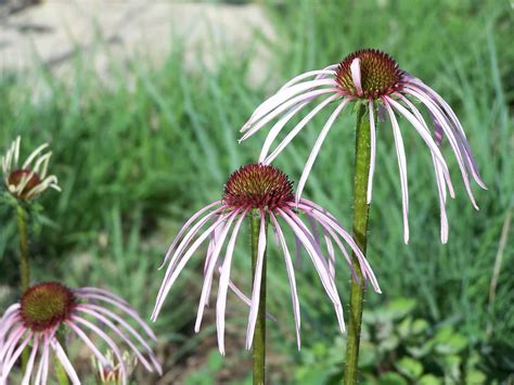 Nebraska Native Plants | Grimm's Gardens