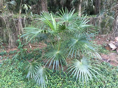 N. Florida cold hardy palms - COLD HARDY PALMS - PalmTalk