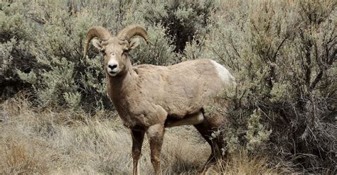 Sierra Nevada Bighorn Sheep · Free Stock Photo