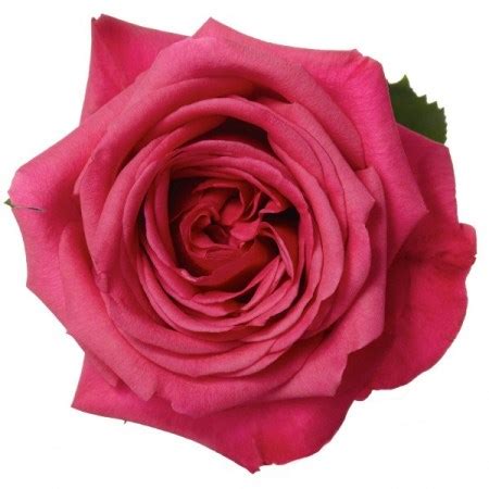 Rose 'Roseberry' Rosa. Cut Flowers | Sunflora