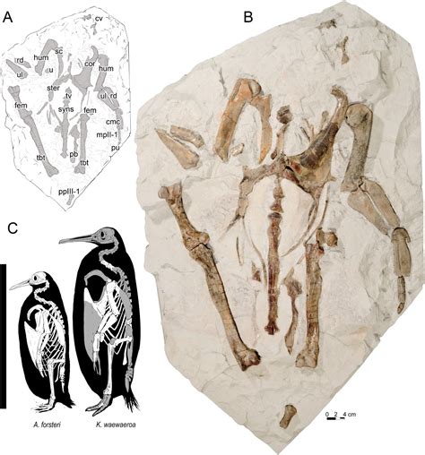 Giant penguin fossil discovered in New Zealand | Popular Science