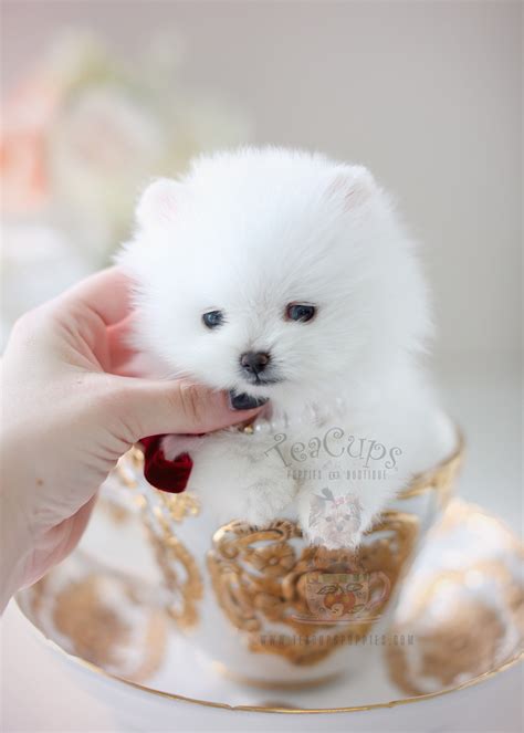 Teacup Pomeranian Puppies For Sale in Miami, Ft. Lauderdale | Teacup Puppies & Boutique